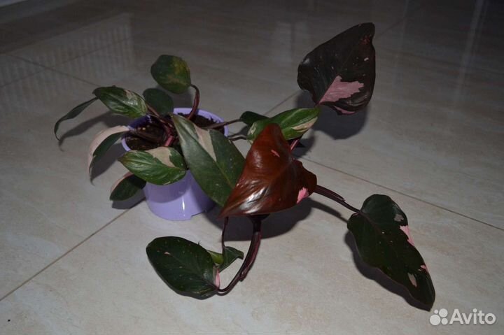 Филодендрон розовая принцесса