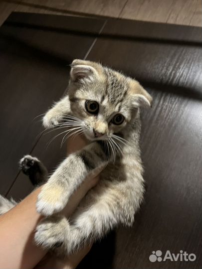 Котенок вислоухий