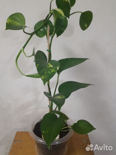 Цветы домашние в горшках