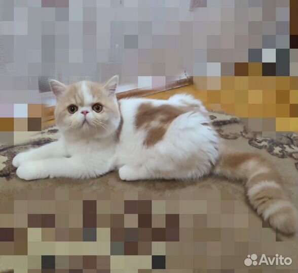 Экзотики Малыш Арлекин