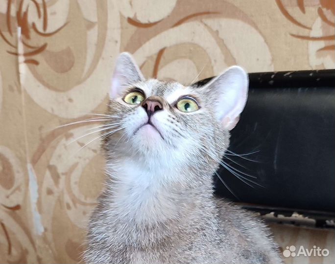 Кошка камышового окраса