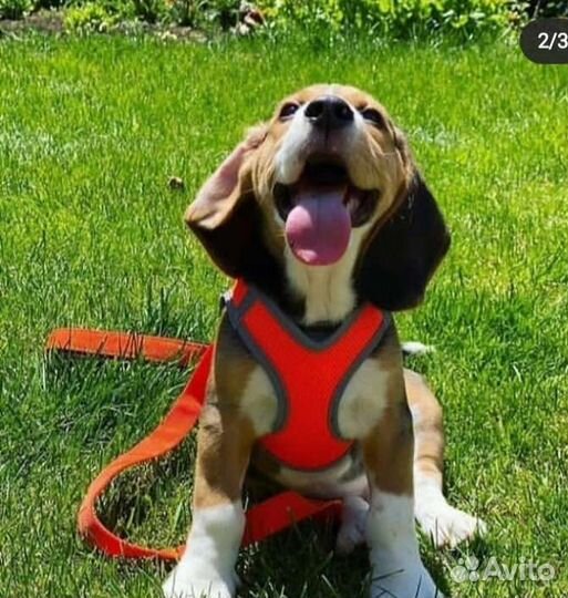 Бигли.щенки