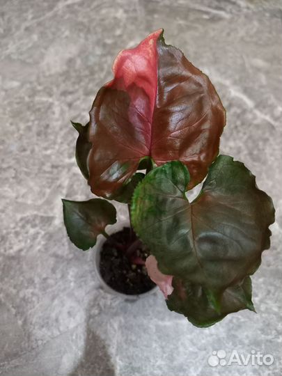 Сингониум Клубничный Лёд