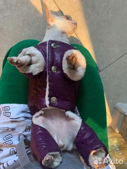 Пуховик для собак