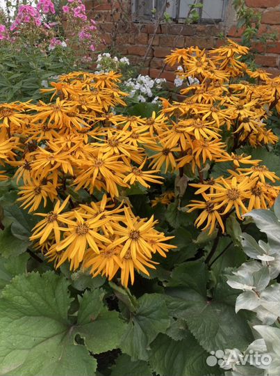 Многолетние цветы