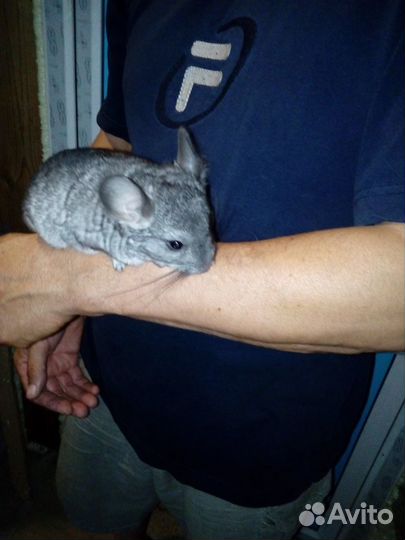 Продам шиншилл