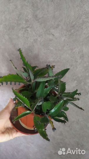 Каланхоэ (чихунчик)