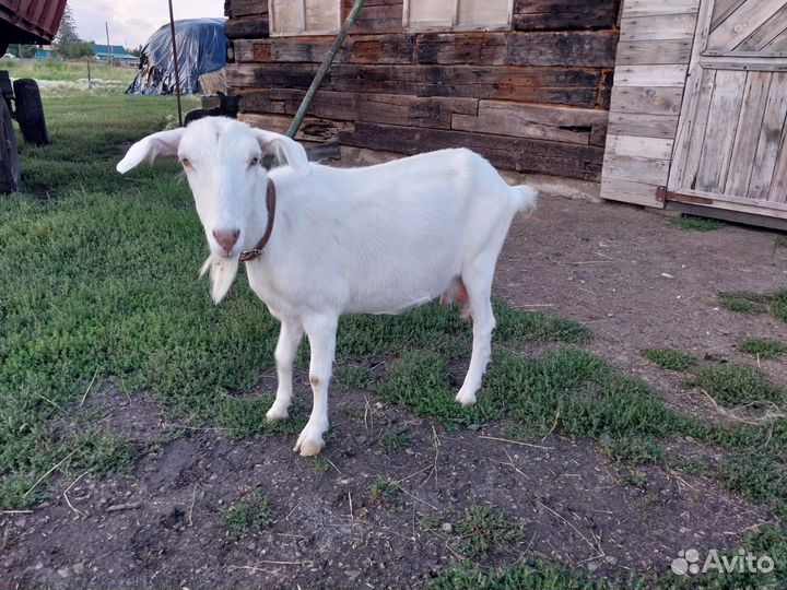 Коза дойная