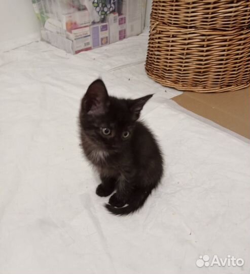 Котёнок-мальчик чёрный мрамор