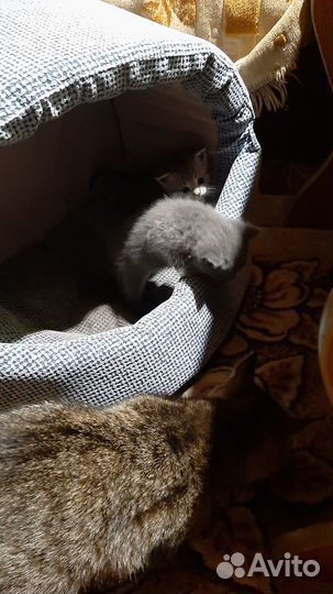 Отдам в добрые руки