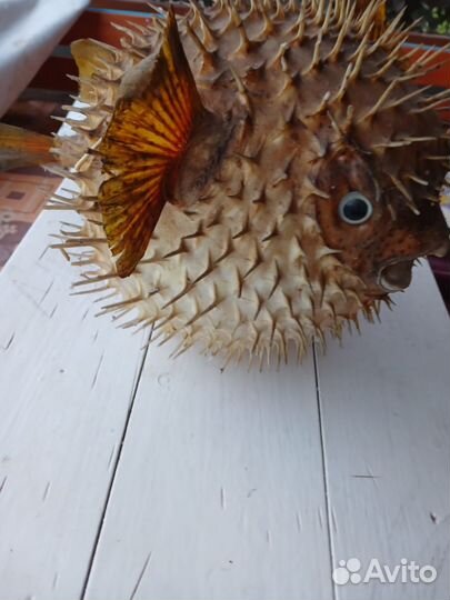 Рыба-шар, Коралл балянус