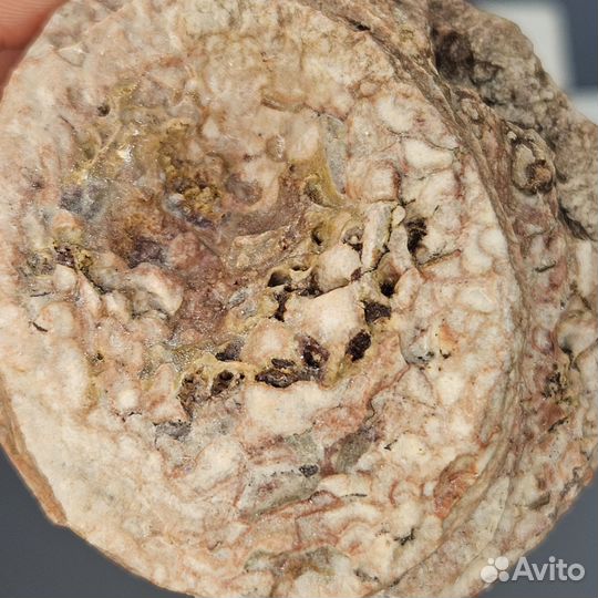 Окаменелый одиночный коралл Ругоза Rugosa