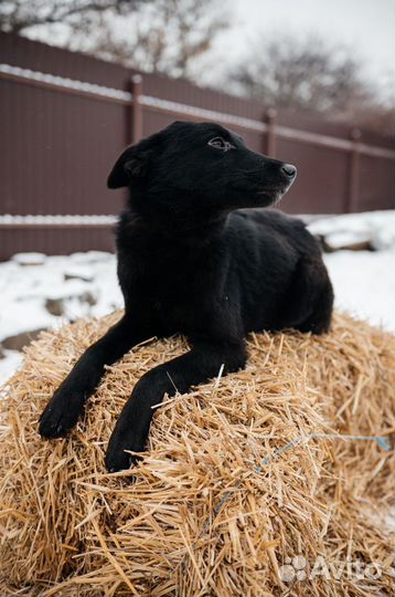 Молодая собака в дар