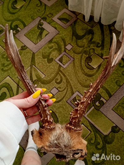 Рога косули