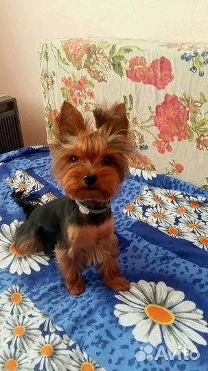 Передержка собак мелких пород