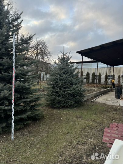 Туи, ели, шарики