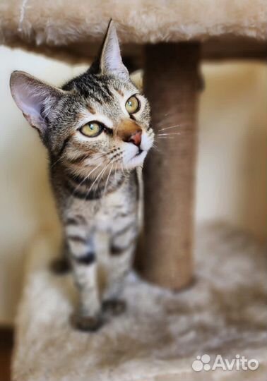 В добрые руки кошечкуЛаска