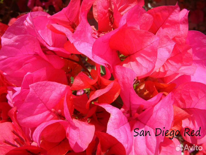 Бугенвиллии