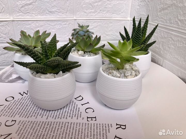Суккуленты в горшочках