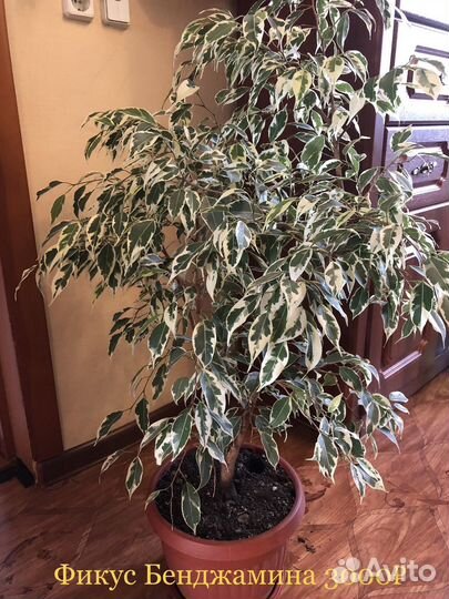 Комнатные цветы