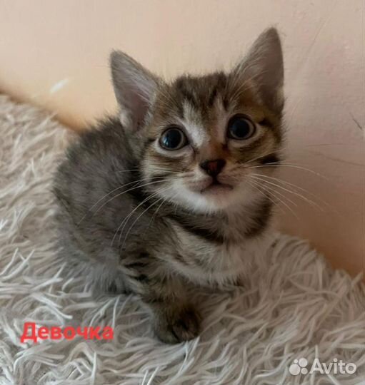Котята в добрые руки