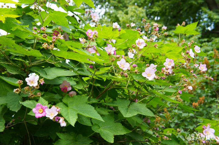 Малина душистая - саженцы