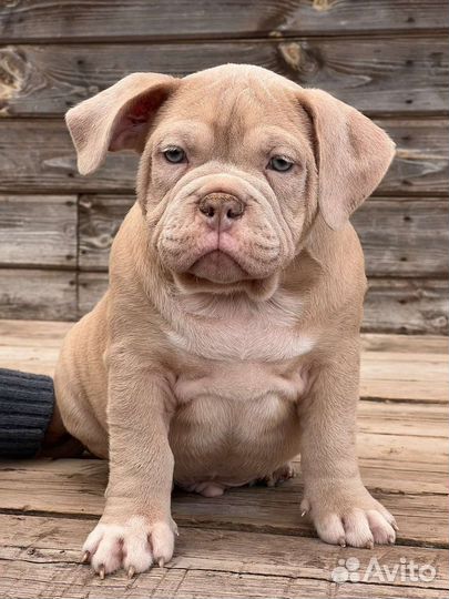 Американский булли покет щенки