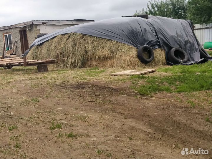 Сено россыпью