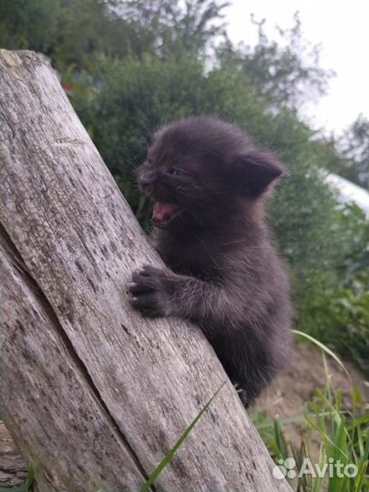 Котята смесь британца с шотландцем