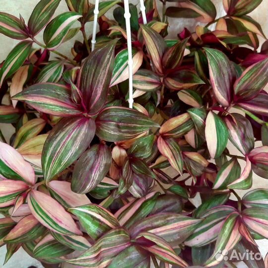 Традесканция сортовая