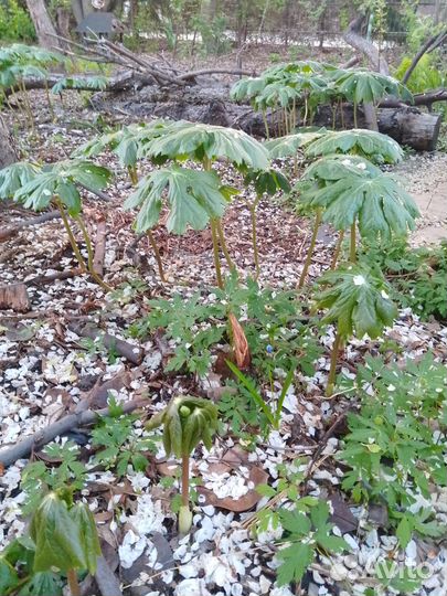 Продам цветы