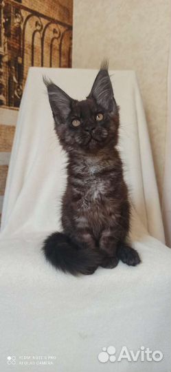 Котята Мейн-кун из питомника
