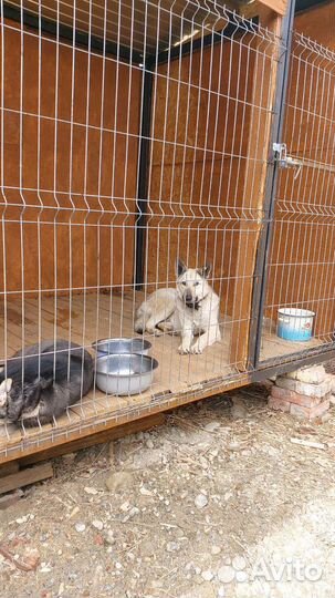 Вольер для собак, 6 метров на 2