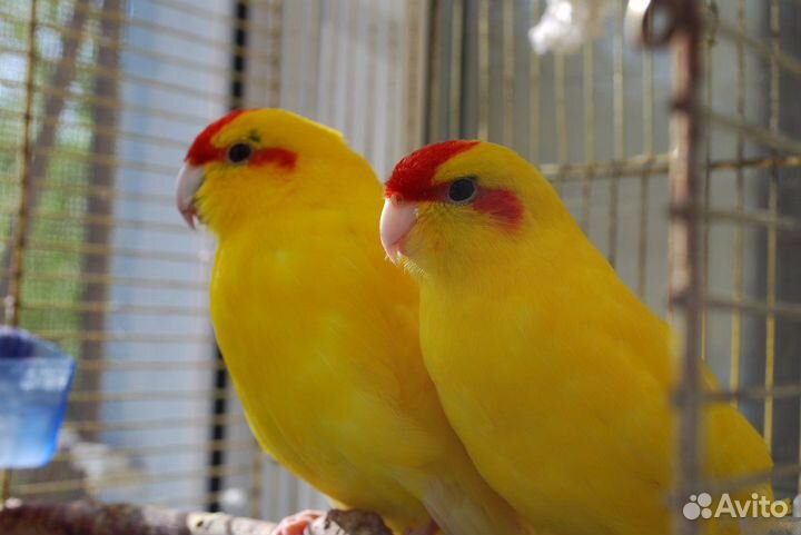 Какарики малыши