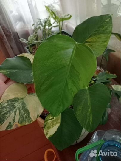 Монстера вариегатная желтая