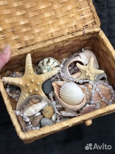 Ракушка морские ракушки