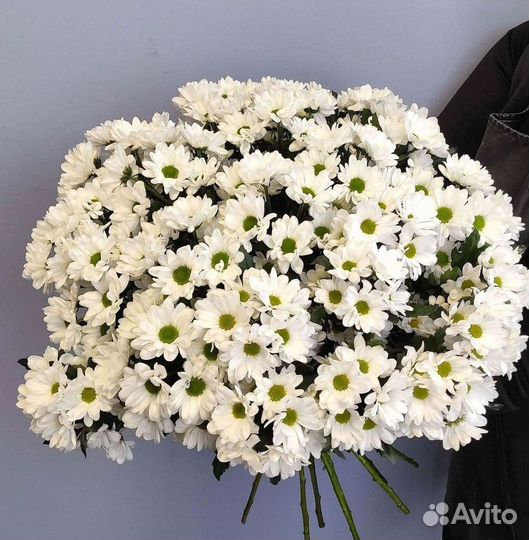 Хризантема Букеты доставка цветов