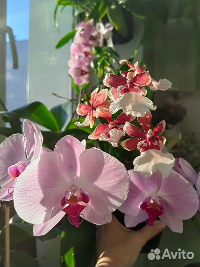 Орхидея фаленопсис Sacramento