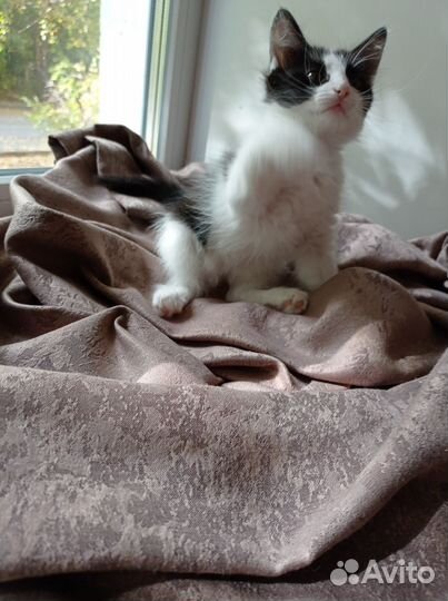 Котата