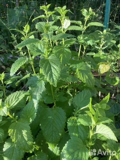 Мелисса душистая