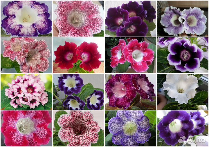 Семена комнатных растений