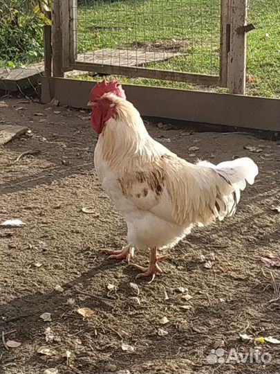 Петух