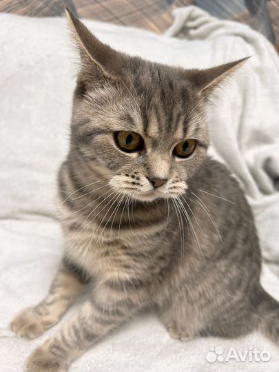 Отдам кота в добрые руки