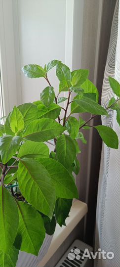 Растение джинура