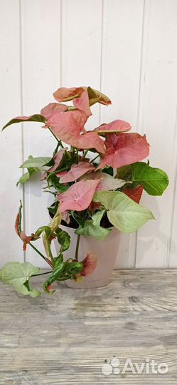 Сингониум Неон Пинк