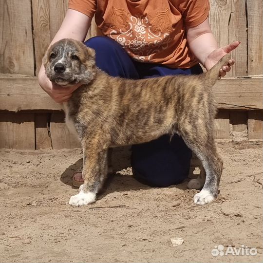 Алабай щенок тигренок