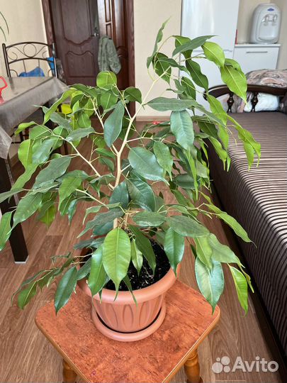 Домашние цветы