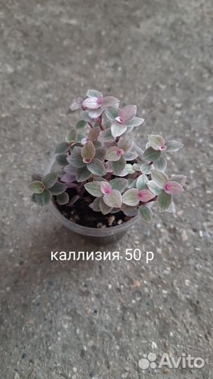Комнатные растения