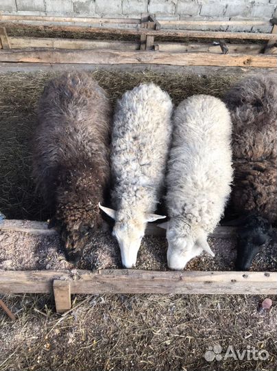 Продажа обмен на авто,мебель,ворота крс мрс