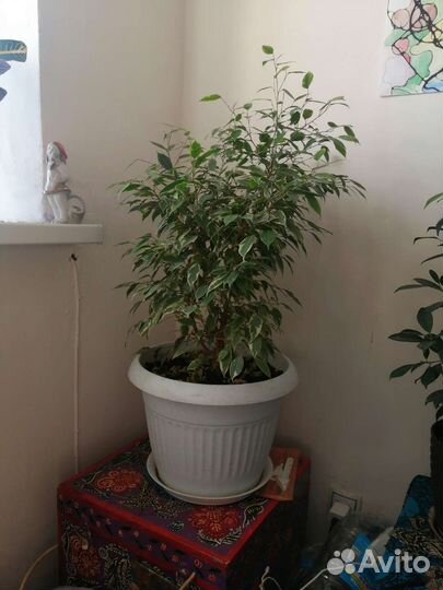 Фикус бенджамина пестролистный